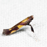 0643 - Caloptilia vacciniella