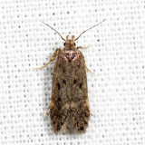 1923 – Bryotropha similis
