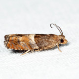 Epinotia sp.