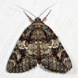8801 - Ilia Underwing - Catocala ilia
