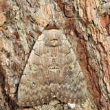 8833 – Pink Underwing – Catocala concumbens