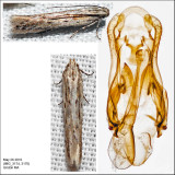 2023.9 - Scrobipalpula sp. IMG_3176.jpg