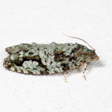 3235 - Maple Bud Borer - Proteoteras moffatiana