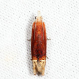 2928 - Reddish Eucosma - Eucosma raracana