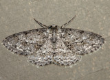 6597 – Small Engrailed Moth – Ectropis crepuscularia