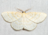 6677 - Yellow-dusted Cream - Cabera erythemaria