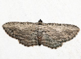 7445 - Brown Bark Carpet - Horisme intestinata