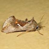 8924 - Celery Looper - Anagrapha falcifera