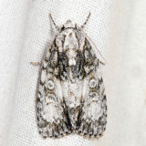 9251 - Retarded Dagger - Acronicta retardata