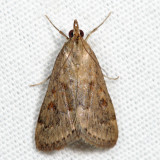 4975 - Garden Webworm Moth - Achyra rantalis