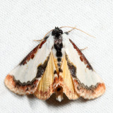 9299 – Pearly Wood-nymph – Eudryas unio