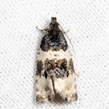 2848 – Divided Olethreutes – Olethreutes bipartitana