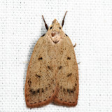 0951 – Gold-striped Leaftier – Machimia tentoriferella