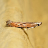 1694 - Isophrictis magnella
