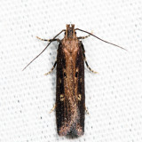 2072 – Eyeringed Chionodes – Chionodes discoocellella