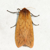 8129 - Isabella Tiger Moth - Pyrrharctia isabella