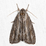9266 - Streaked Dagger - Acronicta lithospila