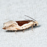 3355 - Ancylis subaequana