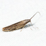 1350 – Coleophora quadruplex