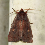 10969 - Dull Reddish Dart - Xestia dilucida