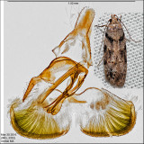 Pseudotelphusa sp. IMG_3332.jpg