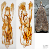 2283 - Spotted Dichomeris - Dichomeris punctidiscella IMG_3473.jpg