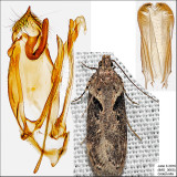 2093 - Black-smudged Chionodes - Chionodes mediofuscella IMG_3665.jpg