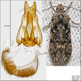 1878 - Xenolechia ontariensis IMG_3696.jpg