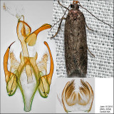Aroga sp. IMG_3954.jpg