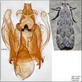 Anacampsis sp. IMG_4066.jpg