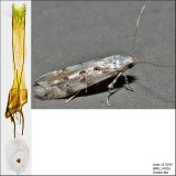Coleotechnites/Recurvaria IMG_4109.jpg
