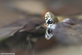 Grass snake - Natrice dal collare - Ringelnatter - Natrix natrix