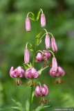 Flowers & Plants