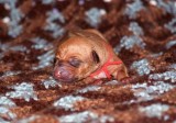 pup 8 - liver female