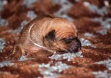pup 9 white - black nose male, ridgeless