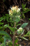 Phacelia hastata