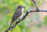 Moucherolle tchébec