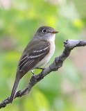 3 MOTC IMG_4160 b.JPG