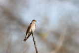 Hirondelle à ailes hérissées