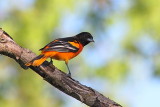 Oriole de Baltimore