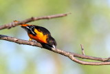 Oriole de Baltimore