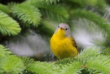 Paruline à joues grises