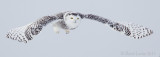 Harfang des neiges / Snowy Owl