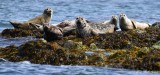 seals, Broken Group Island, Barkley Sound, Vancouver Island, Canada