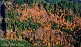 Color landscape