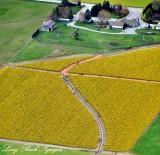 Daffodil Field Mount Vernon Washington 194
