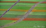 Tulip Field Skagit Valley Mount Vernon Washington 280