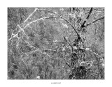 Arbre i liquens