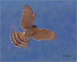 Coopers Hawk