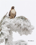 Red-tailed Hawk / frosty tree